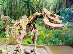 -陕西自然博物馆