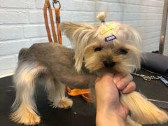 -PETKIT小佩宠物(古北店)