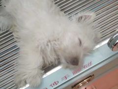 -FAELING PETS美天灵宠物(合生汇店)
