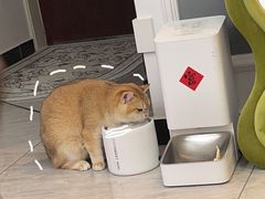 -猫大福·Fortune Cat猫舍(百子湾店)