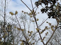 -上海滨江森林公园