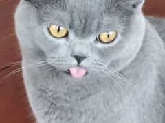 -Catmate·猫肥家润(金润铂宫店)