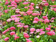 -大渡口区义渡公园