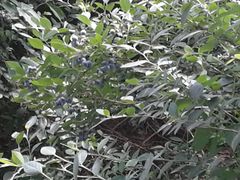 -金谷域澳洲庄园