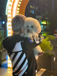 -IDOL-PLUS