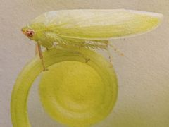 -上海昆虫博物馆