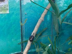 -上海大自然野生昆虫馆