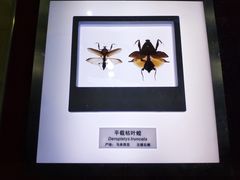 -上海昆虫博物馆