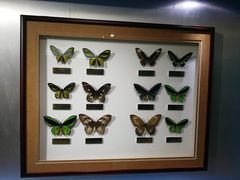 -上海昆虫博物馆