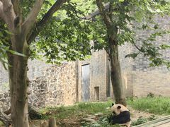 -都江堰中华大熊猫苑