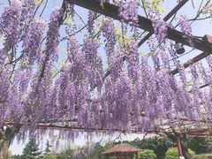 -嘉定紫藤园
