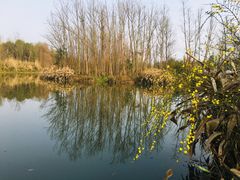 -桤木河湿地公园