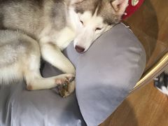 -Husky Go! 哈士奇体验馆·宠物咖啡厅狗咖