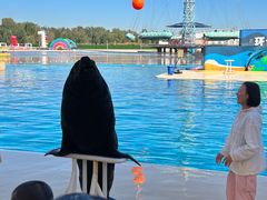 -秦皇岛乐岛海洋王国