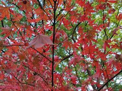 -徐家汇源景区-衡山公园