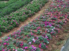 -松山湖梦幻百花洲