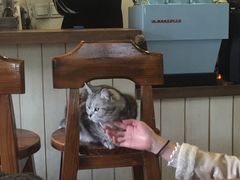 -海边的猫和咖啡馆