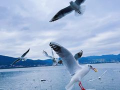 -海埂大坝