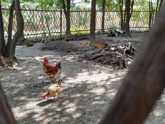 -田园东方蜜桃村的田野营地