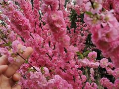 -鹫峰国家森林公园