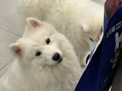 -安格丽娜·狗咖·猫咖羊驼咖(春熙路百盛商场店)