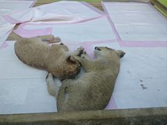 -栾川竹海野生动物园