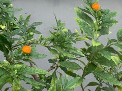 -康陵正德春饼宴26号