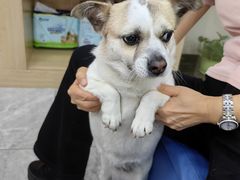 -瑞派名望24h动物医院异宠专科·猫专科·骨科·重症监护分院