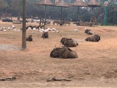-广州长隆野生动物世界