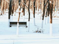 -长白岛森林公园