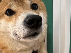 -是阿柴呀！柴犬咖啡·爱喵喵猫咖