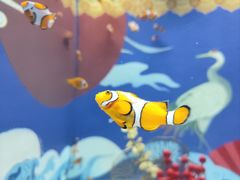 -烟台海昌鲸鲨海洋公园