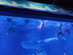 -烟台海昌鲸鲨海洋公园