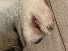 -喜多萌中农锦绣动物医院24H·猫科·牙科MRI·CT