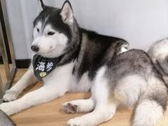 -Husky Go! 哈士奇体验馆·宠物咖啡厅狗咖