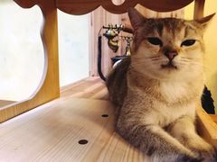 -猫色咖啡·猫咖