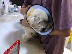 -严国平动物医院(德政总院)