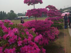 -秀丽东方