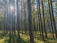 -塞罕坝国家级自然保护区