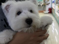 -翊宠yipet猫狗购宠庄园犬舍•猫舍