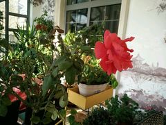 -莫奈花园餐厅(麦迪逊花园店)