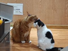 -MOCHA明星猫咖(田子坊店)