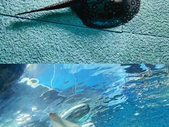 -上海海洋水族馆