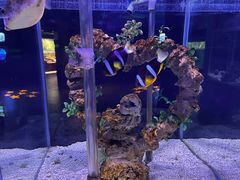 -太平洋海底世界