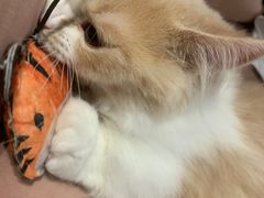 -袖虎·猫馆(体育西路店)
