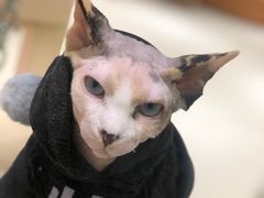 -藏猫猫咖啡主题馆(中央大道店)