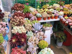 -金陵花卉交易市场