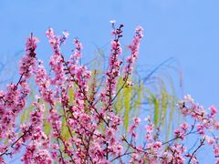 -桃花堤公园