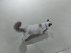 -藏猫猫咖啡主题馆(中央大道店)