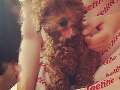 -爱宠屋pet shop·宠物洗澡·宠物美容